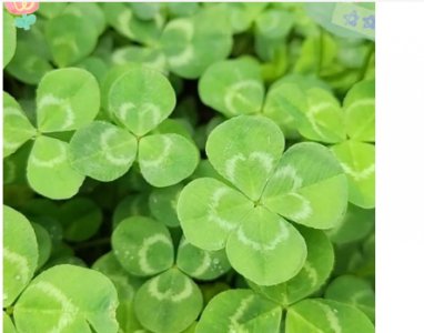 三叶草花语与寓意是什么？