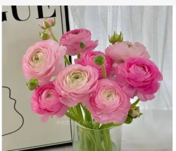 洋牡丹花语象征和寓意是什么？ 《洋牡丹的花语、象征及寓意是什么？》