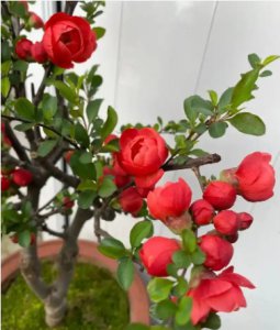 巴西铁树开花的寓意是什么？是凶还是吉？