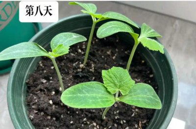 南瓜几天发芽出苗？ 南瓜发芽出苗需几天？