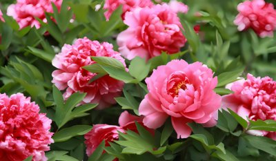 牡丹花什么季节开花？花期有多长？