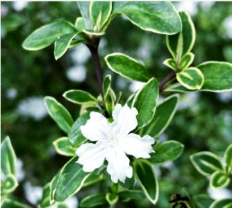 六月雪花语和寓意是什么？ 《六月雪的花语及寓意是什么？》