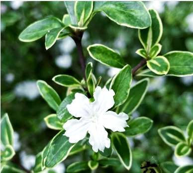 六月雪花语和寓意是什么