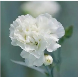 白色康乃馨的花语是什么？