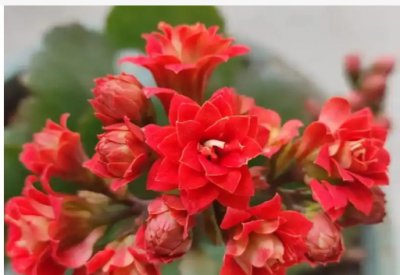 长寿花耐寒吗？冬天会不会冻死？ 《长寿花耐寒与否？冬季会否被冻死？》