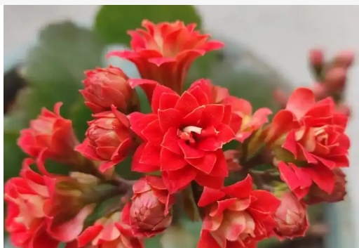 长寿花耐寒吗