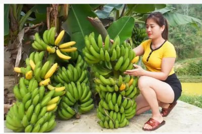 香蕉一年能收获几次？ 《香蕉一年的收获次数是多少？》