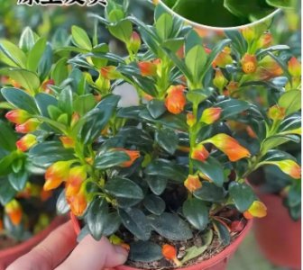 金鱼吊兰怎样养能开花爆盆？ 金鱼吊兰怎么养才开花爆盆？