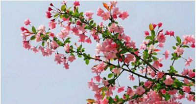 海棠花的花语和寓意是什么？ 《海棠花的花语及寓意知多少？》