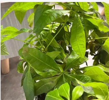 发财树的叶子发黄干枯掉落什么原因