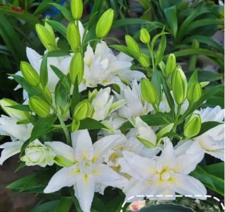 百合花什么季节开花？怎么种植和管理？