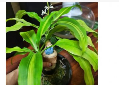 巴西木怎么养才能开花？可以晒太阳吗？