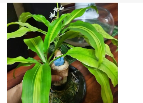 巴西木怎么养才能开花
