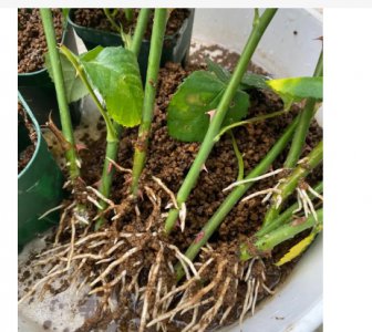 5月扦插月季能活吗？多久能开花？
