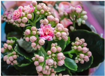 长寿花的扦插时间和方法是什么？ 《长寿花扦插时间与方法知多少？》