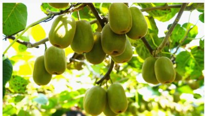 在农村种植什么果树好？最赚钱的三种是什么？