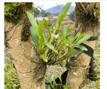 石斛适合什么时候种植？ 《石斛适宜的种植时间是何时？》