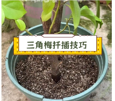 三角梅怎样扦插成活率高