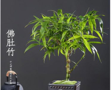 佛肚竹的养殖方法和注意事项是什么？