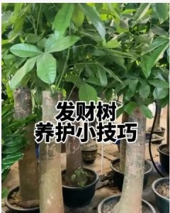 发财树的养殖方法和浇水方式是什么？