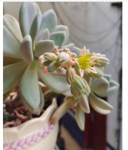 《多肉开花好事与否？》 多肉开花意味着什么？是好事吗？