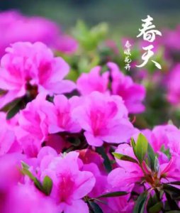 杜鹃花是映山红吗？名字是怎么来的？