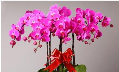 蝴蝶兰一年开几次花？花期有多久？