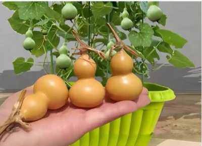 小葫芦的种植方法和技术要点是什么？