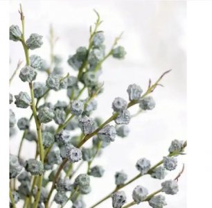 尤加利的花语和寓意是什么？