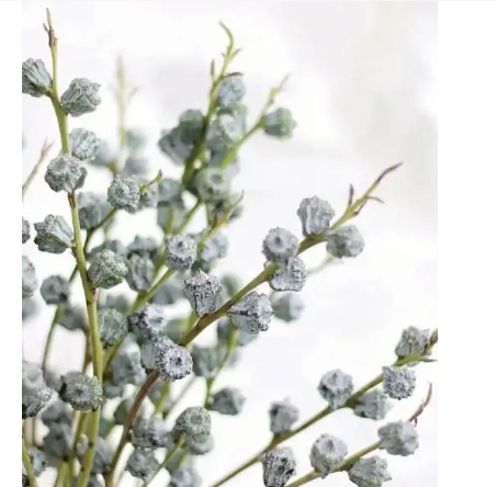 尤加利的花语和寓意是什么
