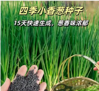 小葱的种植方法与出苗时间是什么时候？