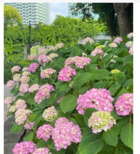 《夏天惊艳的10种花有哪些？》 夏天的花有哪些？最惊艳的10种