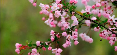 桃花是什么季节开的？几月份 《桃花在什么季节、几月份开放？》