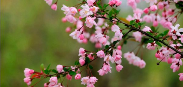 桃花是什么季节开的