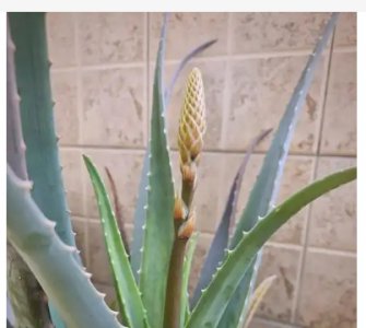 芦荟开花是吉是凶？有什么说法？ 《芦荟开花是吉是凶？说法几何？》