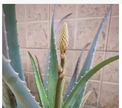 芦荟开花是吉是凶