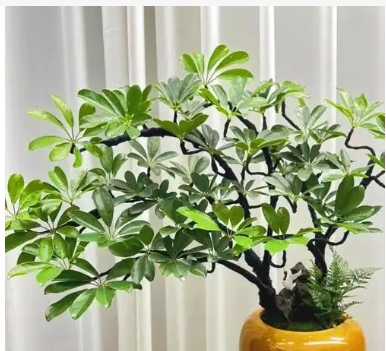 鹅掌树木盆栽养护注意事项是什么