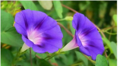 夕颜花和牵?；ㄓ惺裁辞?？ 《夕颜花与牵牛花的区别在哪？》