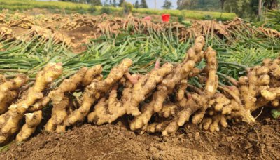 生姜怎么种植？方法步骤是什么？ 《生姜种植方法及步骤是怎样的？》