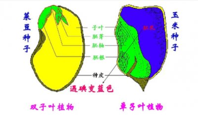 如何判断单子叶和双子叶植物？有啥区别？