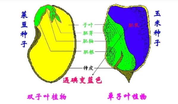 如何判断单子叶和双子叶植物