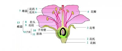 有性生殖和无性生殖的根本区别在哪里？