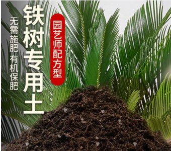 铁树最好的肥料是什么？ 《铁树施用哪种肥料最佳？》