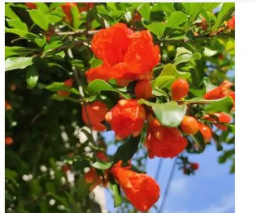 石榴花何时开花？ 石榴花几月开花？