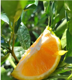 夏橙几月份成熟上市