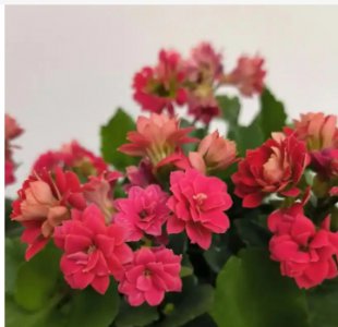 什么花一年四季都开花？永不凋谢的花
