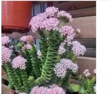 多肉开花代表什么是好还是不好