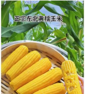 东北玉米何时可成熟采摘？ 东北玉米什么时候可以成熟采摘？