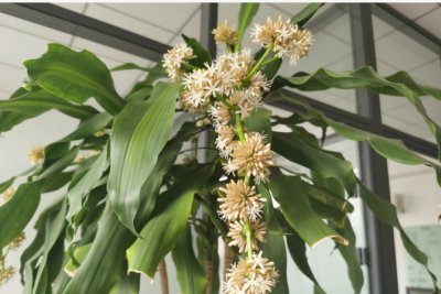 巴西铁树开花后怎么处理？ 《巴西铁树开花后如何处理？》