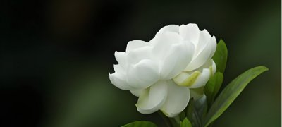 栀子花花语及寓意是什么？
